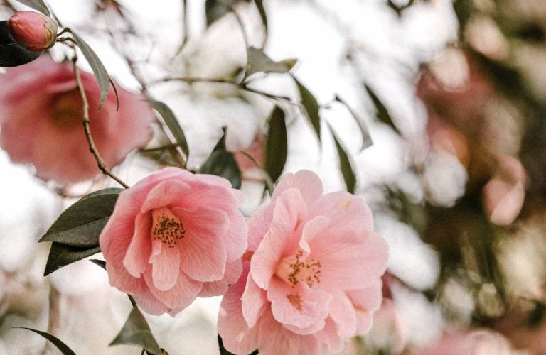 Camellia Festival 30A